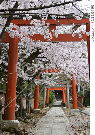 吉田神社 末社 竹中稲荷社 桜 吉田神社 末社 竹中稲荷社 桜 71313499