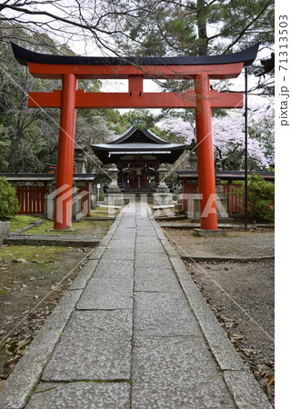 吉田神社 末社 竹中稲荷社 桜 吉田神社 末社 竹中稲荷社 桜 71313503