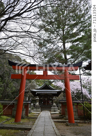 吉田神社 末社 竹中稲荷社 桜 吉田神社 末社 竹中稲荷社 桜 71313504