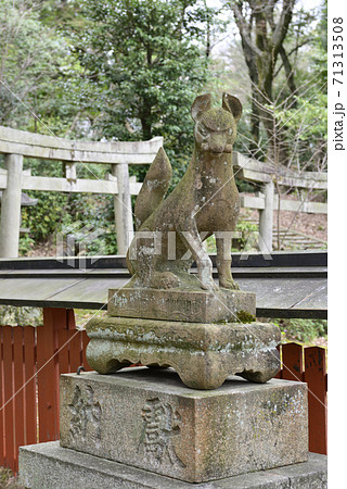 吉田神社 末社 竹中稲荷社 桜 吉田神社 末社 竹中稲荷社 桜 71313508