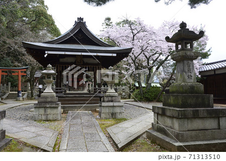 吉田神社　末社　竹中稲荷社　桜 71313510