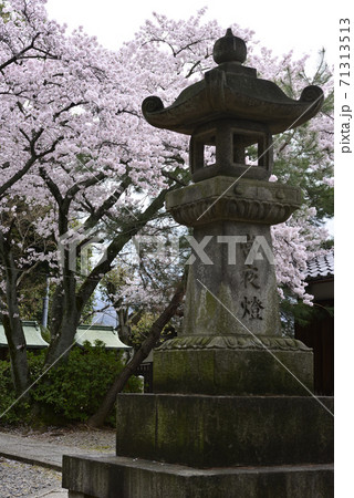 吉田神社 末社 竹中稲荷社 桜 吉田神社 末社 竹中稲荷社 桜 71313513