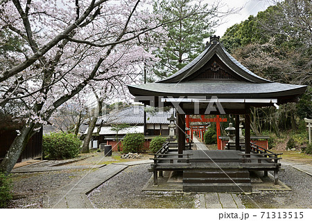 吉田神社 末社 竹中稲荷社 桜 吉田神社 末社 竹中稲荷社 桜 71313515