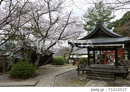 吉田神社 末社 竹中稲荷社 桜 吉田神社 末社 竹中稲荷社 桜 71313517