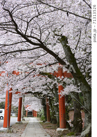 吉田神社 末社 竹中稲荷社 桜 吉田神社 末社 竹中稲荷社 桜 71313526