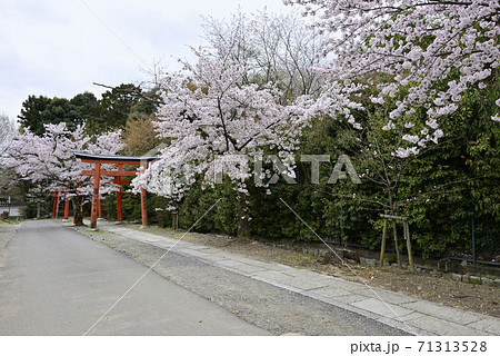 吉田神社 末社 竹中稲荷社 桜 吉田神社 末社 竹中稲荷社 桜 71313528