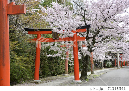 吉田神社 末社 竹中稲荷社 桜 吉田神社 末社 竹中稲荷社 桜 71313541
