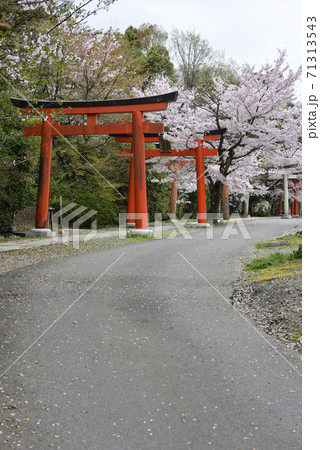 吉田神社 末社 竹中稲荷社 桜 吉田神社 末社 竹中稲荷社 桜 71313543