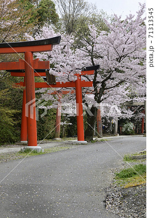 吉田神社 末社 竹中稲荷社 桜 吉田神社 末社 竹中稲荷社 桜 71313545
