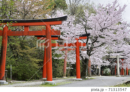 吉田神社 末社 竹中稲荷社 桜 吉田神社 末社 竹中稲荷社 桜 71313547