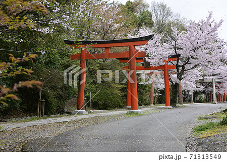吉田神社 末社 竹中稲荷社 桜 吉田神社 末社 竹中稲荷社 桜 71313549
