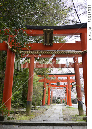 吉田神社 末社 竹中稲荷社 桜 吉田神社 末社 竹中稲荷社 桜 71313555