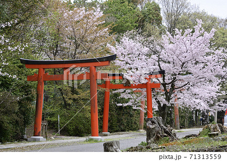 吉田神社 末社 竹中稲荷社 桜 吉田神社 末社 竹中稲荷社 桜 71313559
