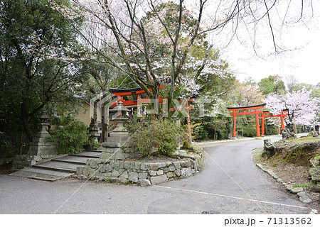 吉田神社 末社 竹中稲荷社 桜 吉田神社 末社 竹中稲荷社 桜 71313562