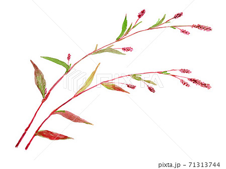 Persicaria longiseta イヌタデ 71313744