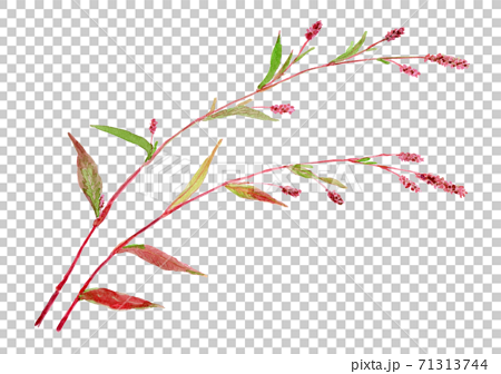 Persicaria longiseta Inutade 71313744