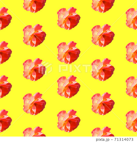 Seamless pattern with roses on a yellow background. 71314073