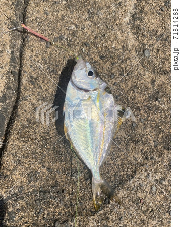 釣り上げたヒイラギ 71314283