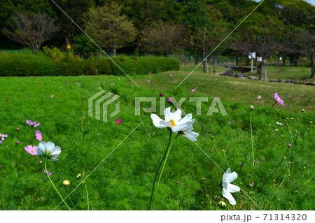 佐賀　金立公園　コスモス園 71314320