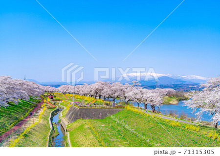 東北の桜の名所　一目千本桜　【宮城県】 71315305