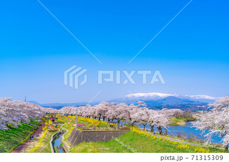 東北の桜の名所　一目千本桜　【宮城県】 71315309