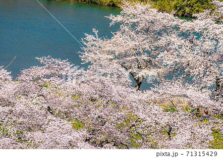 東北の桜の名所　一目千本桜　【宮城県】 71315429