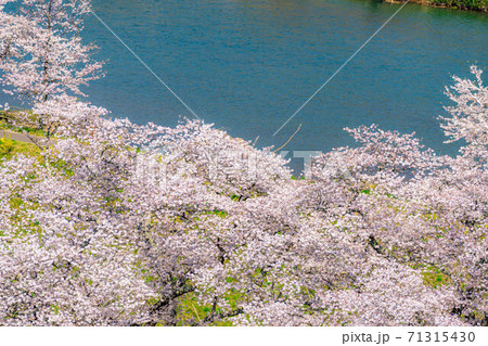 東北の桜の名所 一目千本桜 【宮城県】 東北の桜の名所 一目千本桜 【宮城県】 71315430