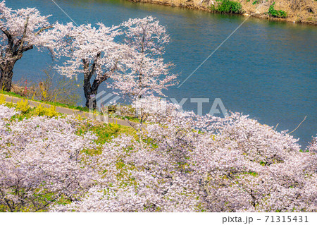 東北の桜の名所 一目千本桜 【宮城県】 東北の桜の名所 一目千本桜 【宮城県】 71315431
