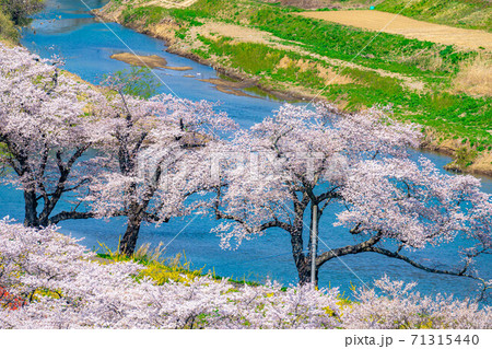 東北の桜の名所　一目千本桜　【宮城県】 71315440
