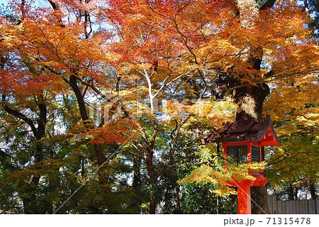 晩秋の枚岡神社の風景 71315478
