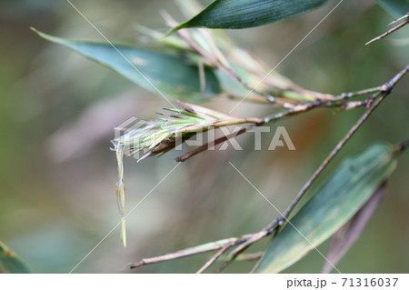 珍しい竹（黒竹）の花 71316037