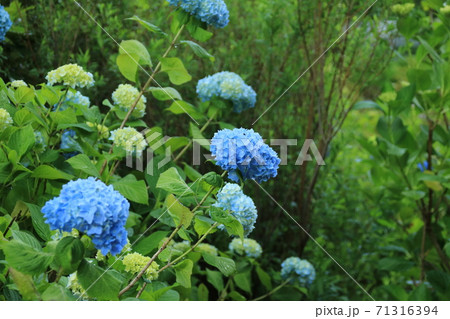 神戸市立森林植物園のアジサイの写真素材