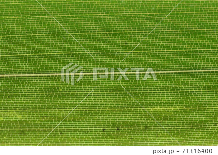 モウソウチク（孟宗竹）の葉脈 71316400