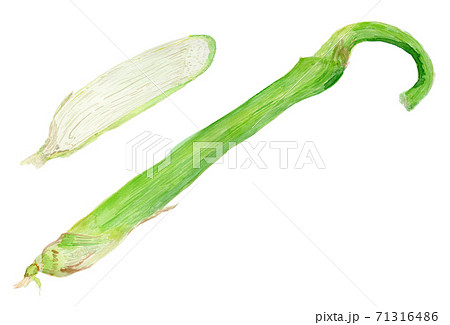 Zizania latifolia マコモダケの水彩イラスト Zizania latifolia マコモダケの水彩イラスト 71316486