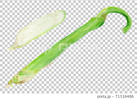 Zizania latifolia マコモダケの水彩イラスト Zizania latifolia マコモダケの水彩イラスト 71316486