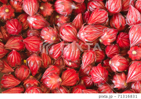 収穫後のローゼル（ハイビスカス） 71316831