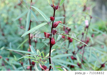 菜園のローゼルを収穫 71316832