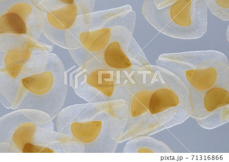 ウバユリ(姥百合)の種子 ウバユリ(姥百合)の種子 71316866