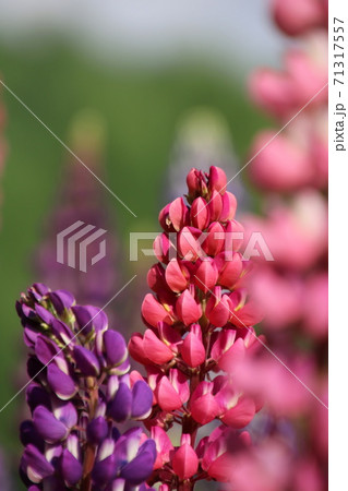 ルピナス（葉団扇豆） 71317557