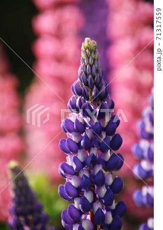 ルピナス（葉団扇豆） 71317559