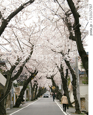 桜のトンネル　神戸市灘区 71317707
