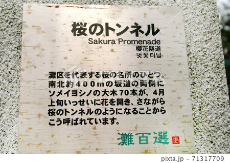 桜のトンネル　神戸市灘区 71317709