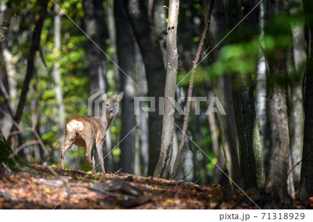 Young majestic red deer stag in Autumn Fall Young majestic red deer stag in Autumn Fall 71318929