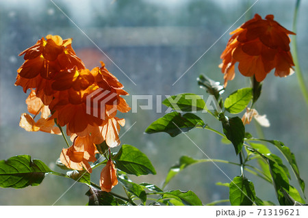 close-up of a beautiful, decorative leaf and flower  of a house plant crossandra infundibuliformisa against window with sunlight. 71319621
