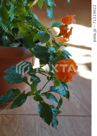 close-up of a beautiful, decorative leaf and flower  of a house plant crossandra infundibuliformisa. 71319622