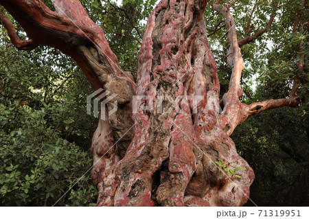 Arbutus andrachne またはギリシャ語でイチゴノキ属の迫力のある赤い幹 Arbutus andrachne またはギリシャ語でイチゴノキ属の迫力のある赤い幹 71319951