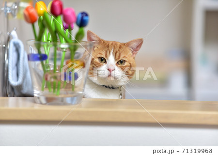 スコティッシュフォールド 71319968