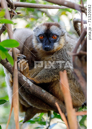 Common brown lemur in top of tree 71320082