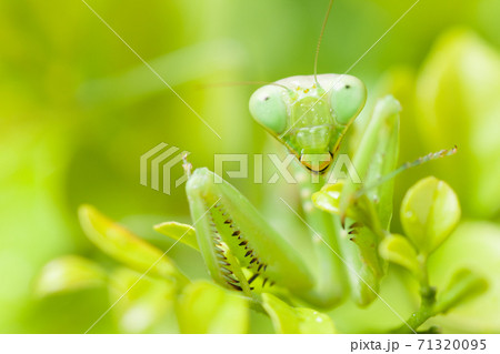 植物の上にいるカマキリ 71320095