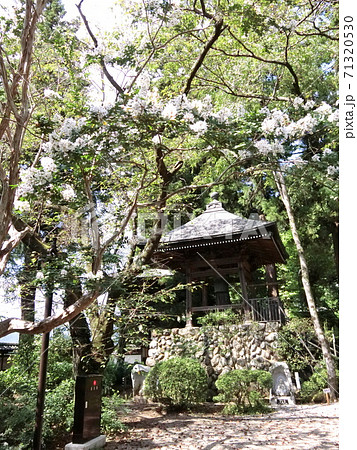 サルスベリの花とお堂 71320530